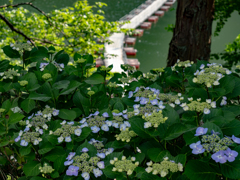 額紫陽花と浮橋