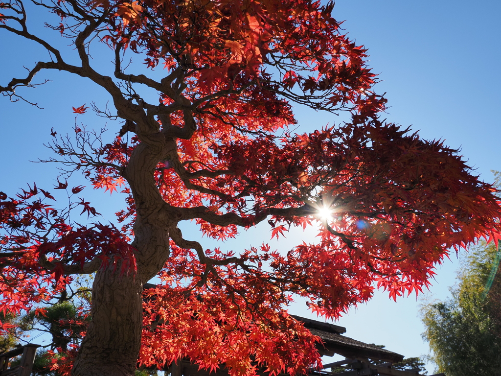 張って生きている。
