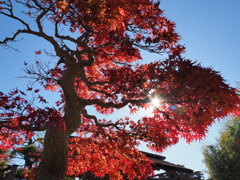 張って生きている。