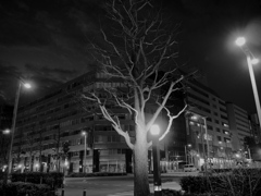 深夜ドライブ-街路樹の主張