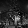 深夜ドライブ-街路樹の主張