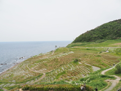 白米千枚田①