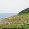 白米千枚田①