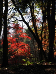 奥の間の紅葉