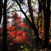 奥の間の紅葉