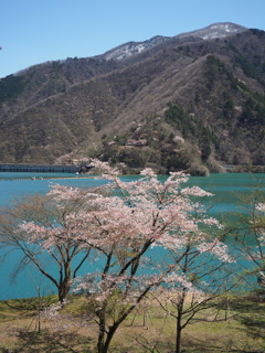 奥多摩湖 桜