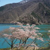 奥多摩湖 桜