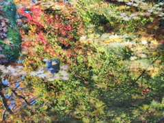 紅葉するせせらぎ