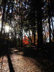奥の間の紅葉