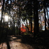 奥の間の紅葉