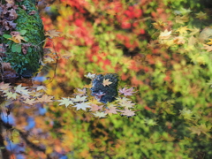 紅葉するせせらぎ