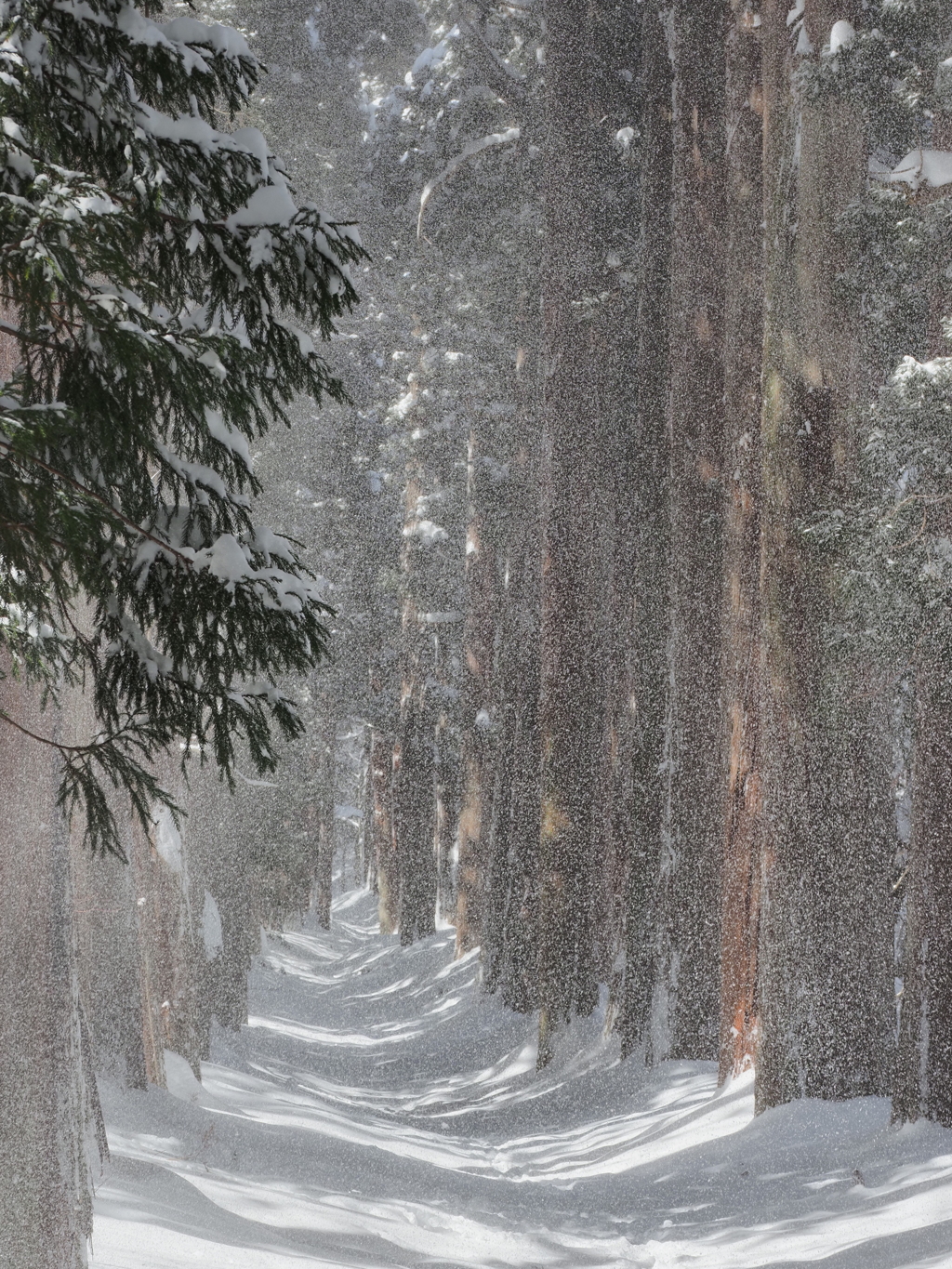 雪霞