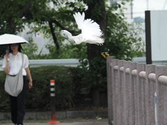 飛び立つ鳥と動じない女①