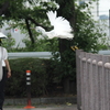 飛び立つ鳥と動じない女①