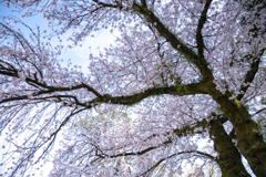 桜・生命