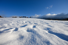 雪原