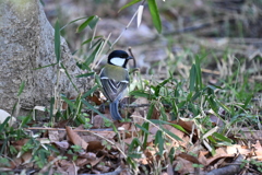シジュウカラ