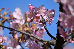 河津桜①