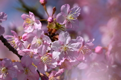 1河津桜②