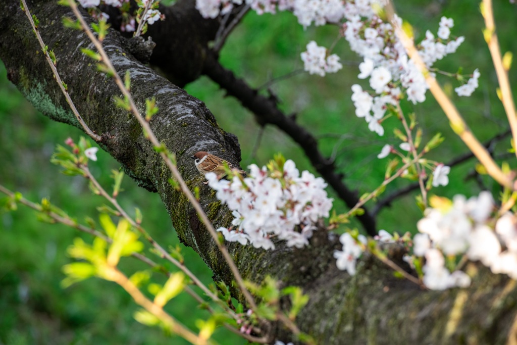 桜