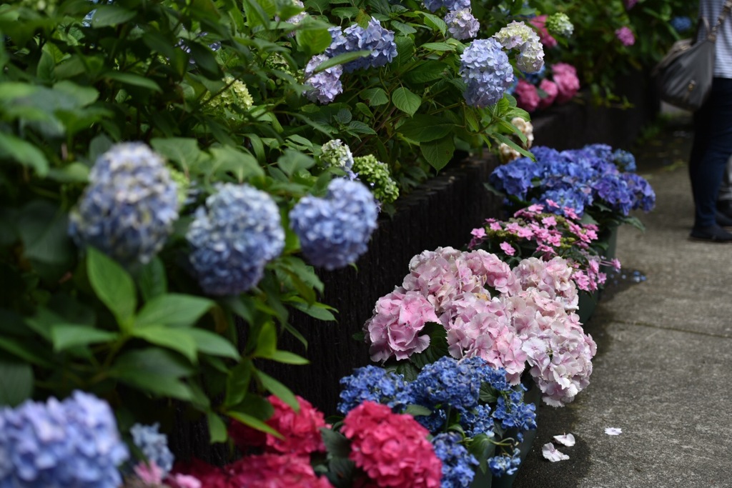 大平台の紫陽花