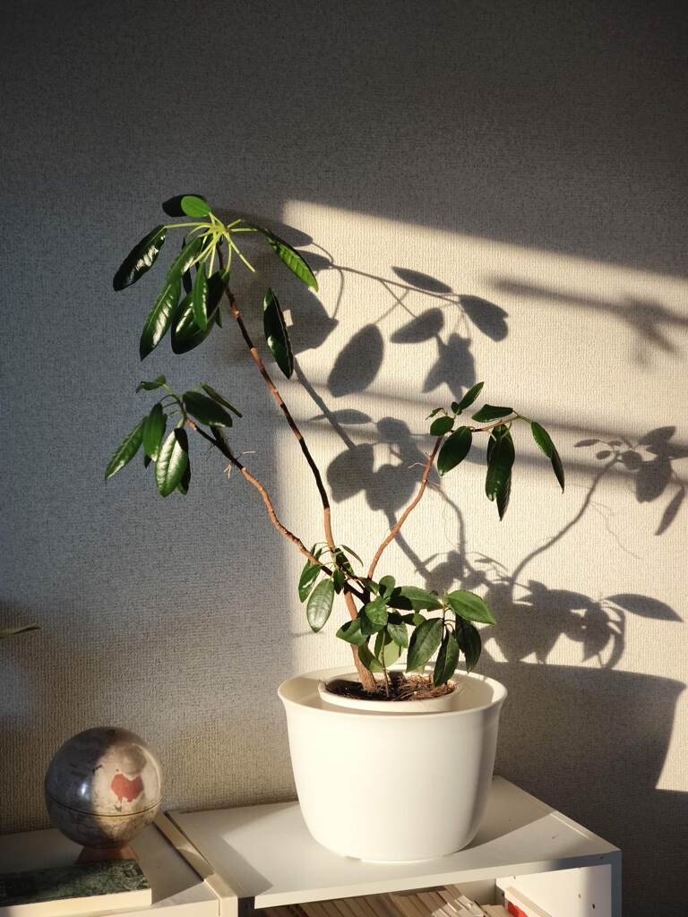 一日の始まりに