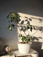 一日の始まりに