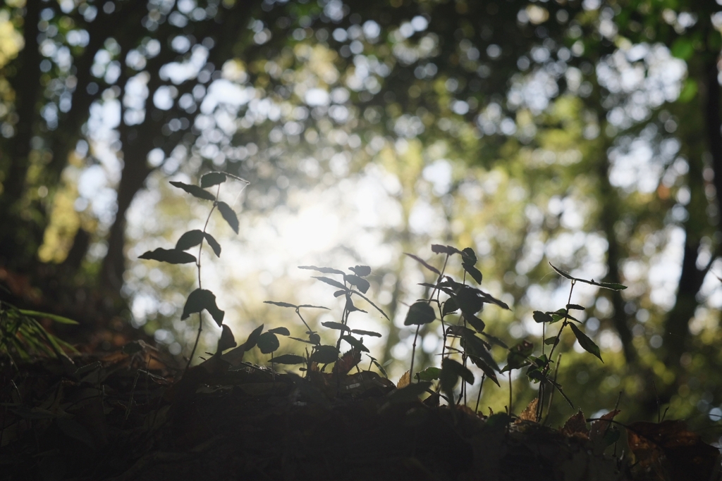 かわいい植物たち