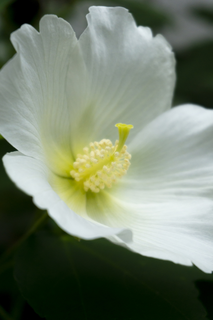 花の名は