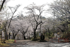 弘法山の春