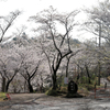 弘法山の春