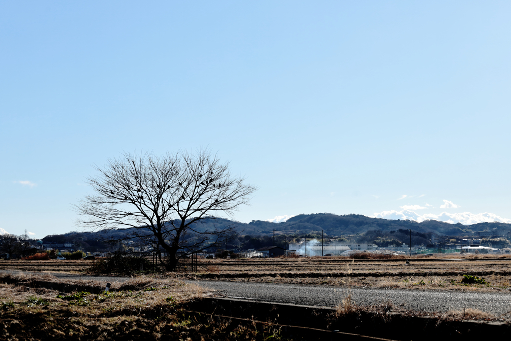 西日を浴びる留まり木