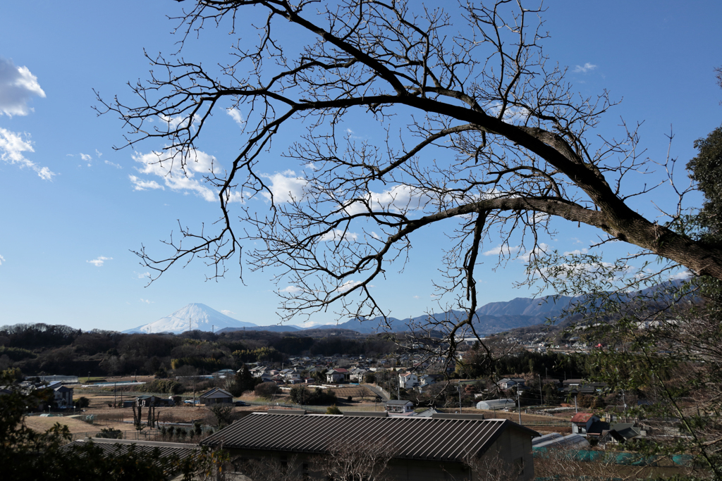 大きな枯れ木と富士山
