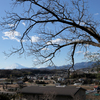 大きな枯れ木と富士山