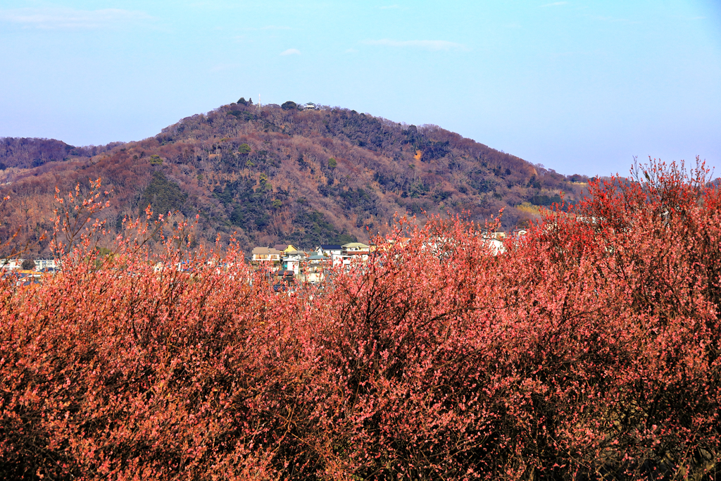 紅梅