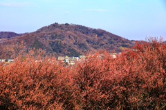 紅梅
