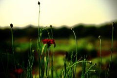 濃赤紫のヤグルマギク