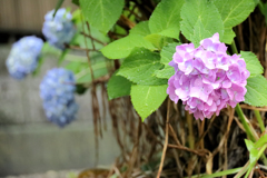 雨の紫陽花　下向きに咲く