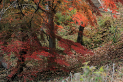 尾根の下り坂
