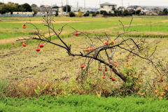 低い柿
