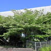 ガマズミ　全景