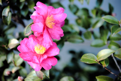 二連の山茶花