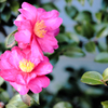 二連の山茶花