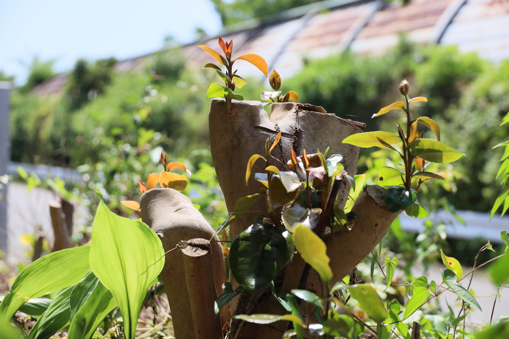 切株から芽