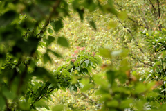 弘法山　ガマズミ