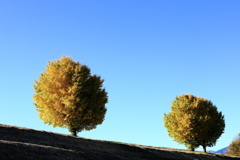 お昼過ぎの銀杏