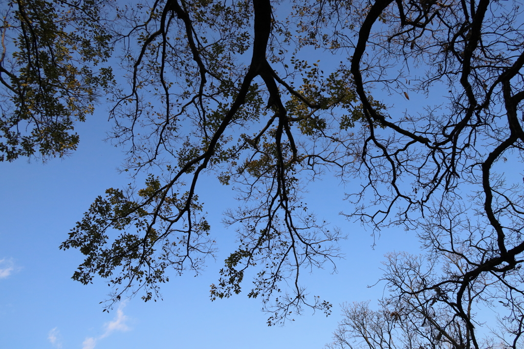 冬の裏山　青空