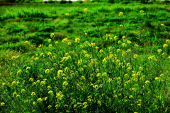 群生する菜の花