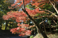 晩秋の弘法山　大紅葉を遮る木