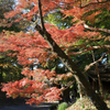 晩秋の弘法山　大紅葉を遮る木